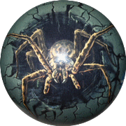 Spare Spider (Araignée)