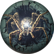 Spare Spider (Araignée)